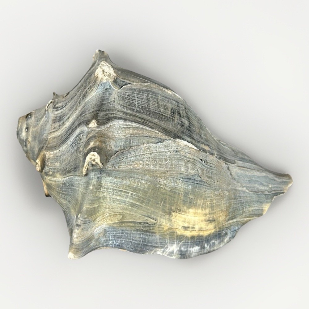 Large Whelk Seashell Blue Gray With Hole Beach House Decor‎ Conch Shell 7"